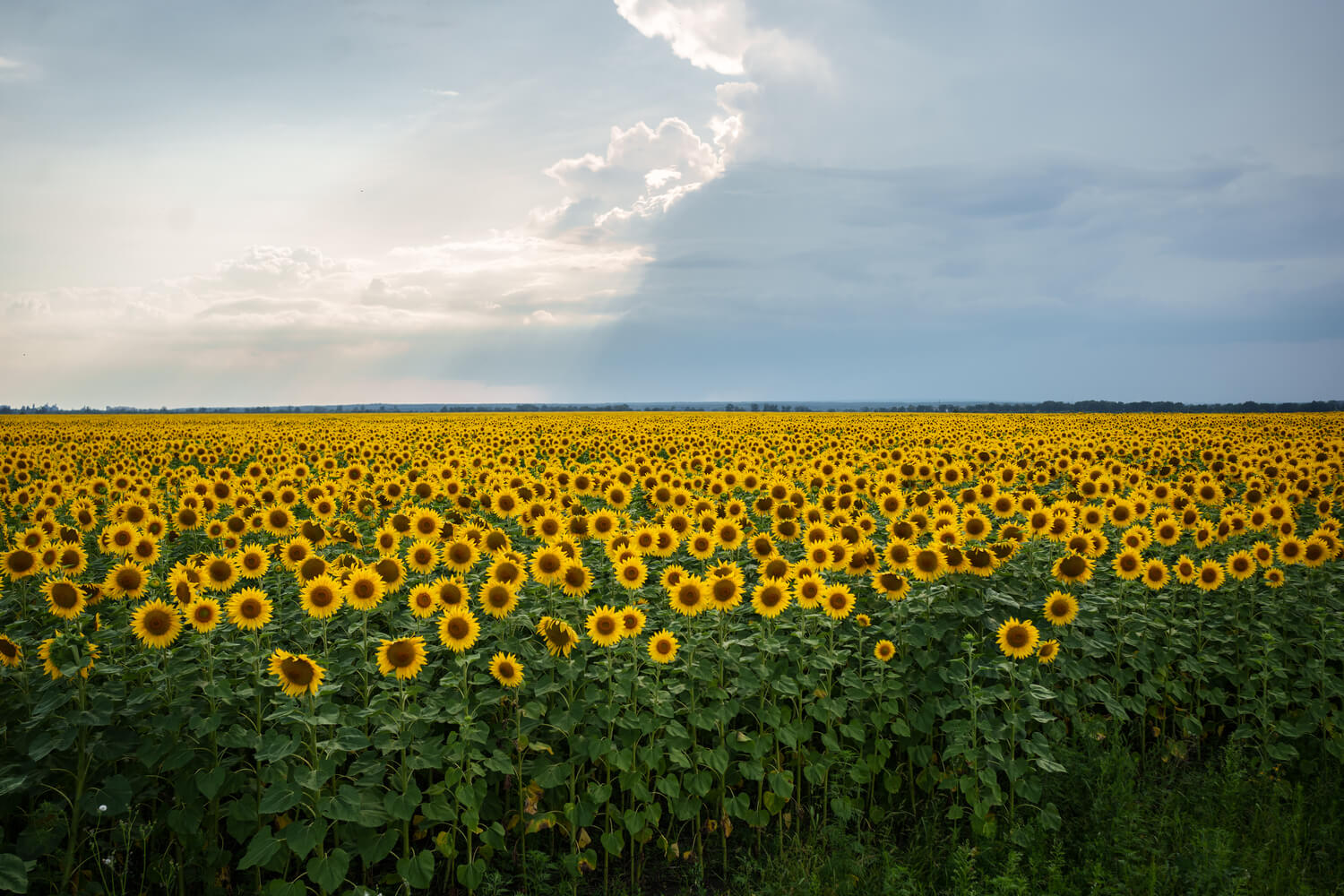 Сумісна ініціатива ТМ Молокія